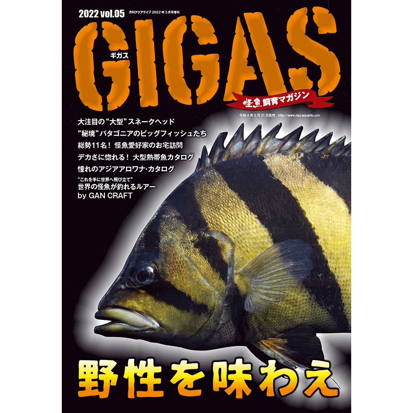 GIGAS NO.5 [GIGAS-NO5]